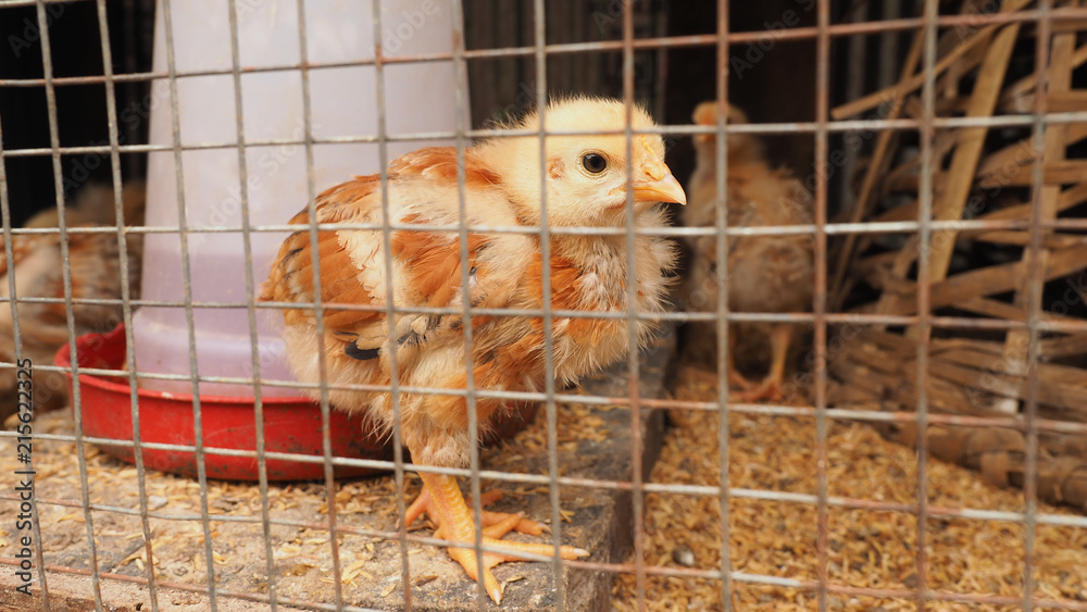 Fototapeta premium Yellow cick in the cage