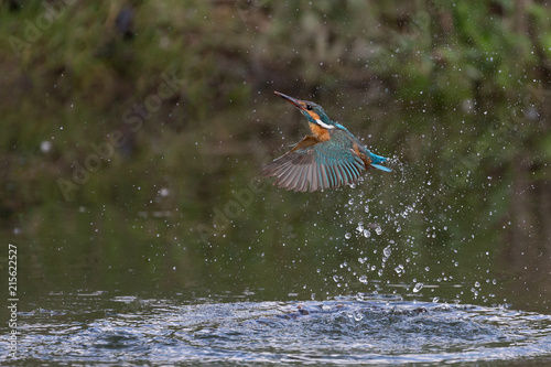 Martin pescatore in volo sul fiume (Alcedo atthis)