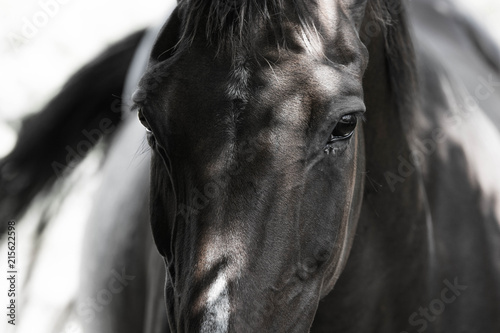 horse close up