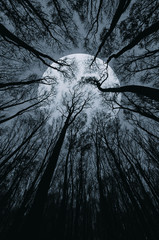 surreal landscape with huge moon or sun seen from scary forest