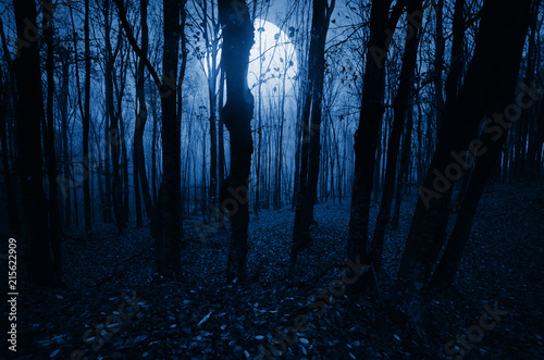 Fotografie, Obraz moonlight landscape in horror halloween woods