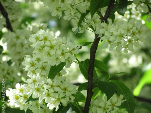 A branch of blossoming bird cherry