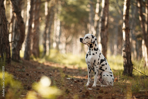 dog breed Dalmatian on a walk beautiful portrait