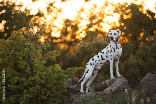 beautiful dog breed Dalmatian on sunset background portrait