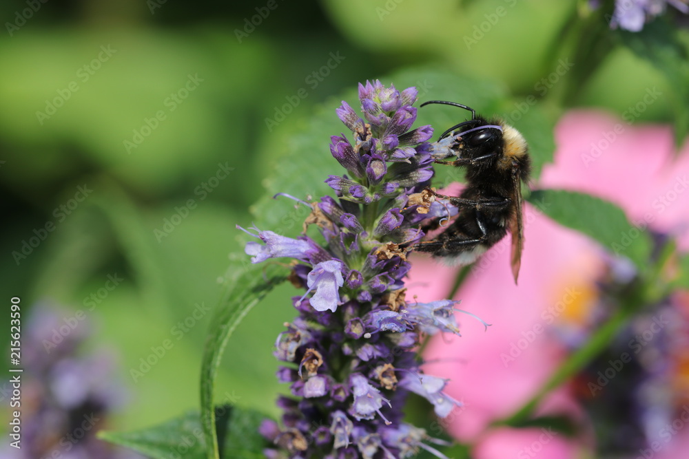 nur noch selten zu sehen - kleine Wiesenhummel beim Pollensammeln auf einer Duftnessel nur noch selten zu sehen - kleine Wiesenhummel beim Pollensammeln auf einer Duftnessel