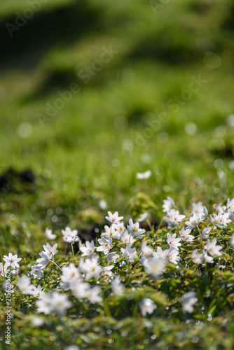 Fototapeta Naklejka Na Ścianę i Meble -  large field of white anemone flowers in spring