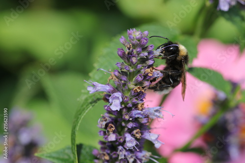 nur noch selten zu sehen - kleine Wiesenhummel beim Pollensammeln auf einer Duftnessel