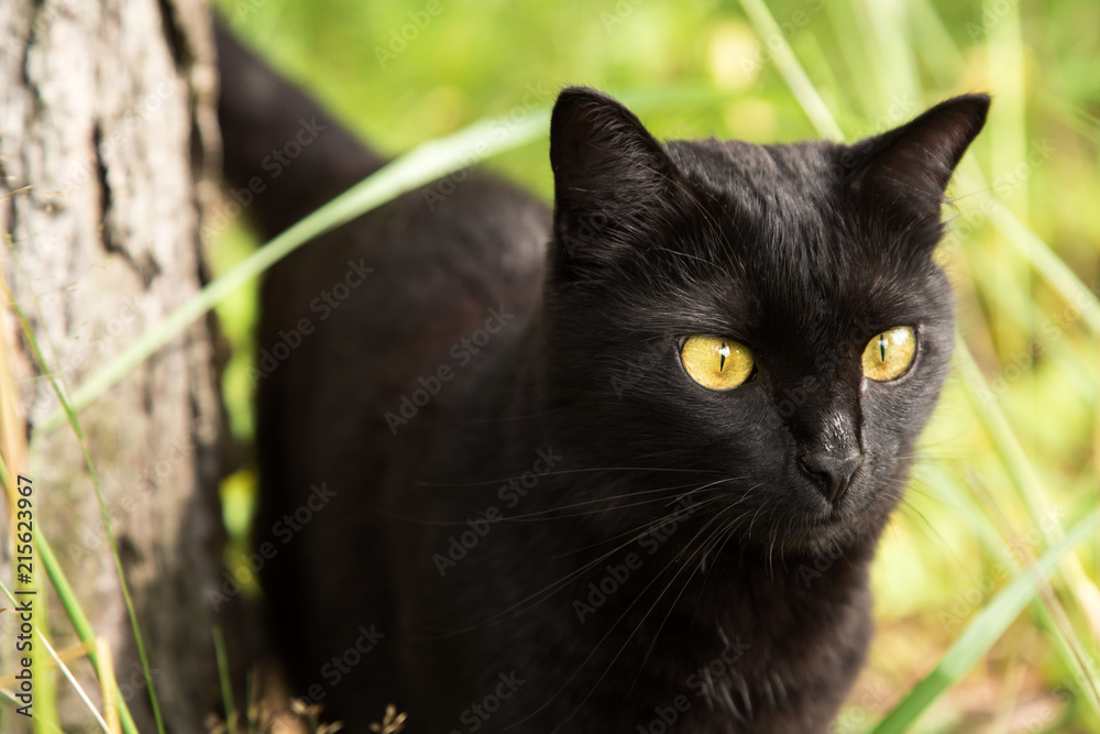 Black cat portrait closeup