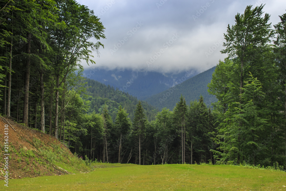 Green trees on the background of the Carpathian Mountains Green trees on the background of the Carpathian Mountains