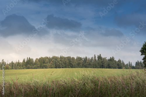 summer rural landscape with a field and forest under the blue sky