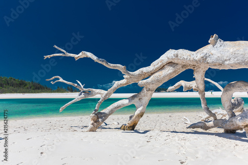 White driftwood tree on amazing Whitehaven Beach with white sand in the Whitsunday Islands, Australia