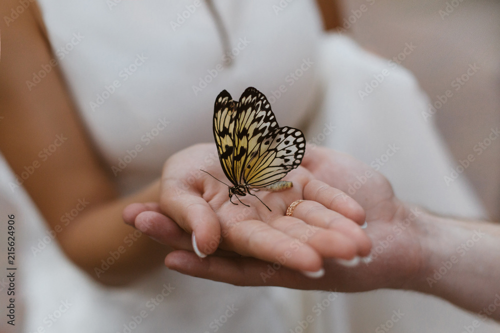 Fototapeta premium motyl na dłoni. ręka w rękę. para delikatnie trzyma ręce.