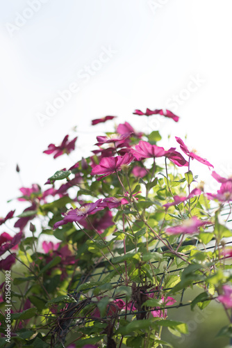 purple clematis alpina flower blooming in summer garden. Copyspace