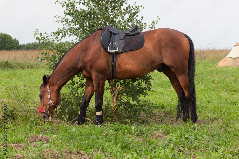 Fototapeta premium Beautiful brown horse in a flower field