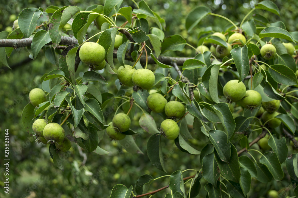 Green apples on the tree. 