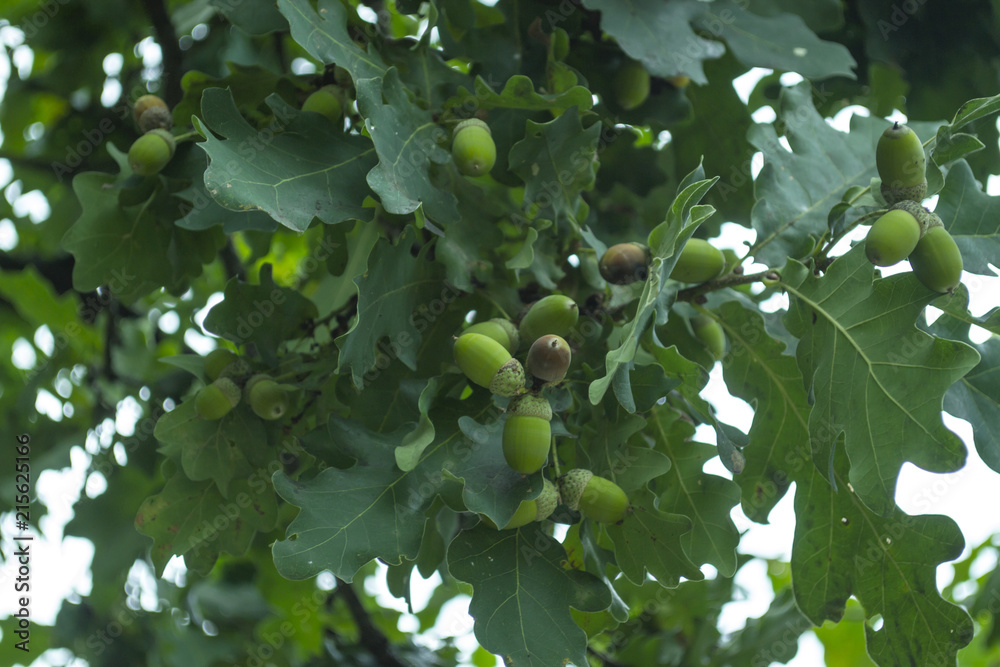 The acorns on the oak tree. Close up.