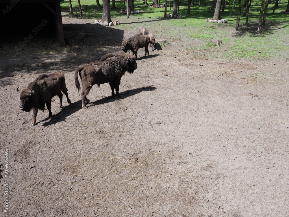 Family of three european bisons stand on sandy ground in enclosure at city of Pszczyna in Poland