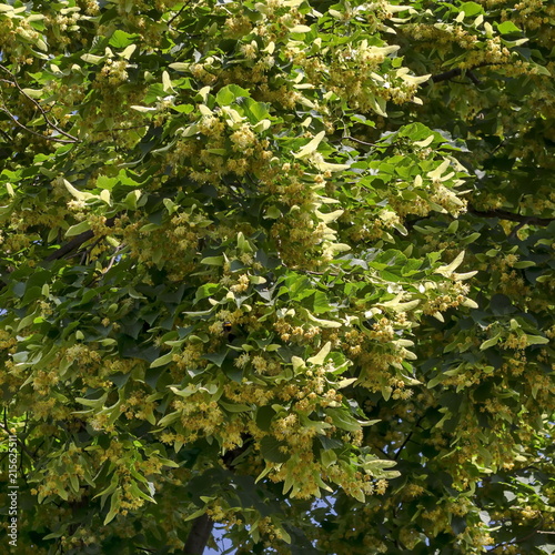 Yellow flowers and  green leaves of Tilia  linden or lime tree in summer  district Drujba  Sofia  Bulgaria 