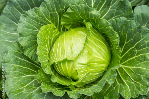 Obraz na płótnie cabbage in the garden with vintage filter