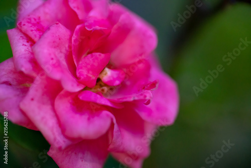 The pink flower ピンクの花