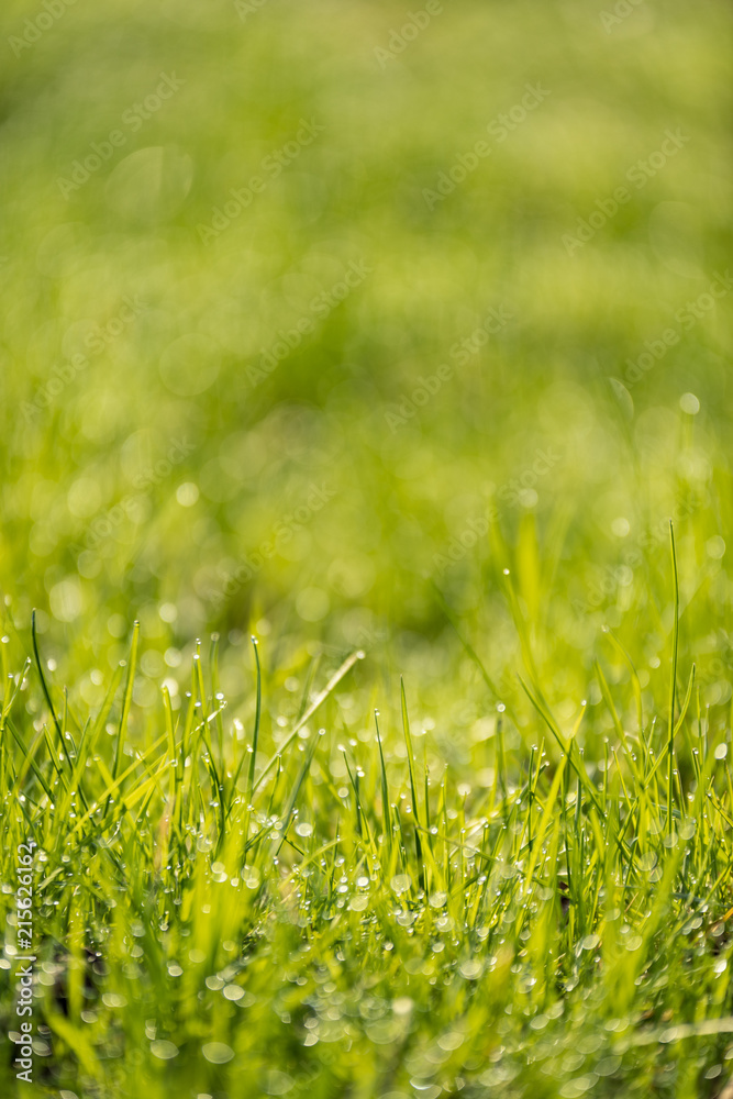 Beautiful green lawn freshly mowed. defocus Beautiful green lawn freshly mowed. defocus