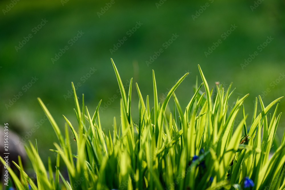 Fototapeta premium Piękny zielony trawnik świeżo skoszony