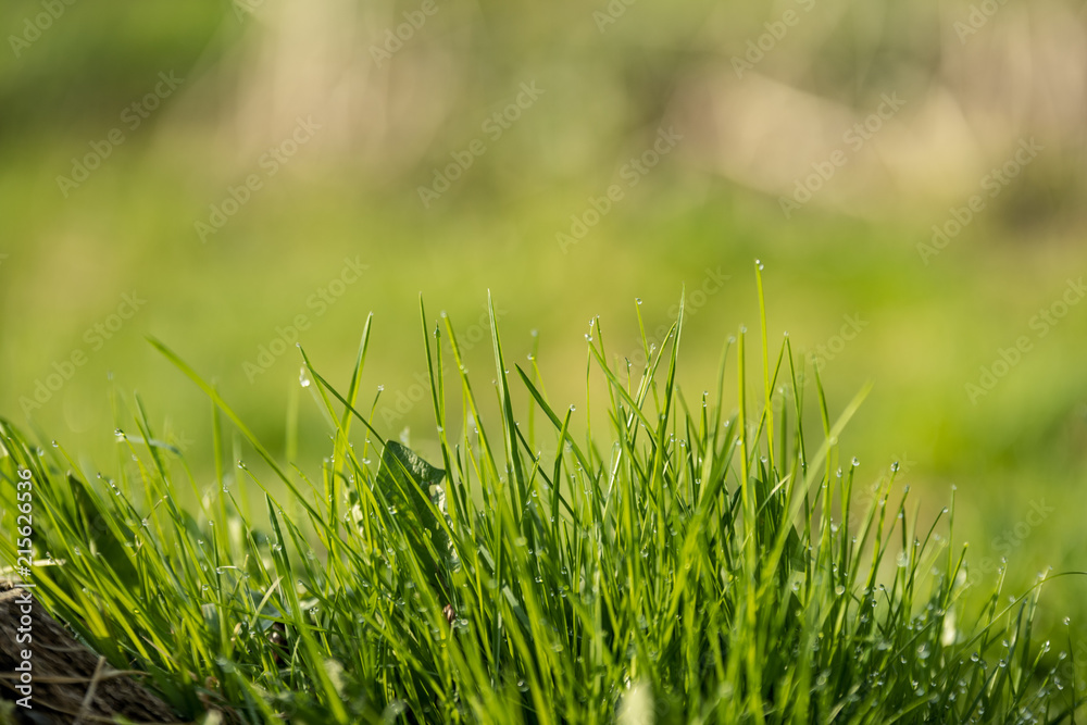 Beautiful green lawn freshly mowed Beautiful green lawn freshly mowed