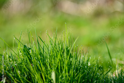 Beautiful green lawn freshly mowed