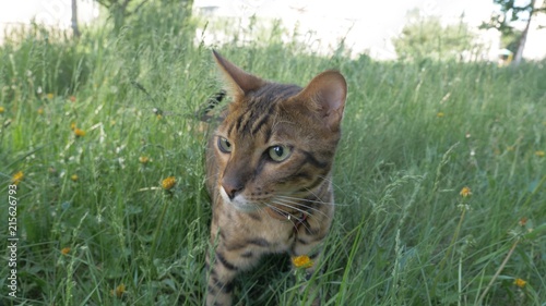 Bengal cat walks in the grass. He shows different emotions. Predator tracks down prey. He follows her with interest. Ears on the vertex, pointing forward: the cat is in a good mood, ready for the game photo