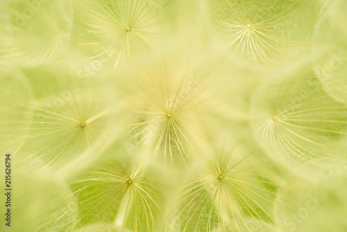 Abstract dandelion flower background. Seed macro close-up.