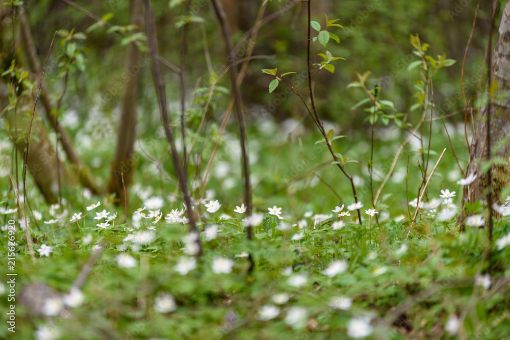 large field of white anemone flowers in spring large field of white anemone flowers in spring