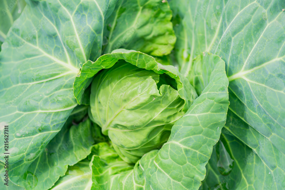 young growing carbage in vegetable garden, new harvest young growing carbage in vegetable garden, new harvest