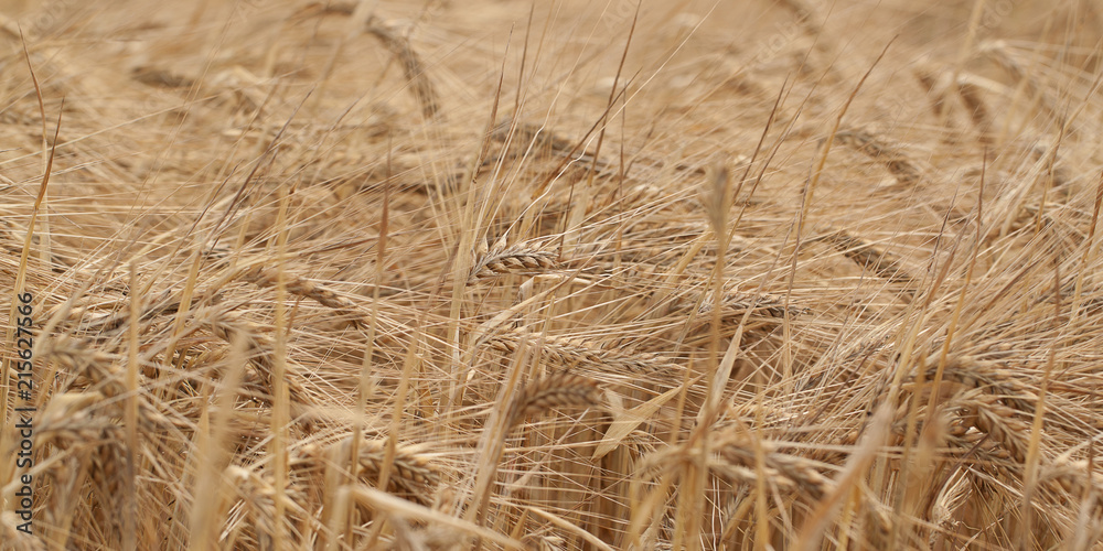 Fototapeta premium heavy rye ears ripen in the summer field