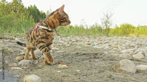 One cat bengal walks on the green grass. Bengal kitty learns to walk along the forest. Asian leopard cat tries to hide in the grass. Reed domesticated cat in nature. Domestic cat on beach near river. photo