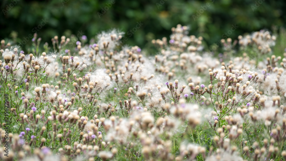 Masses of seeds being produced by Melancholy Thistles (Cirsium heterophyllum) Masses of seeds being produced by Melancholy Thistles (Cirsium heterophyllum)