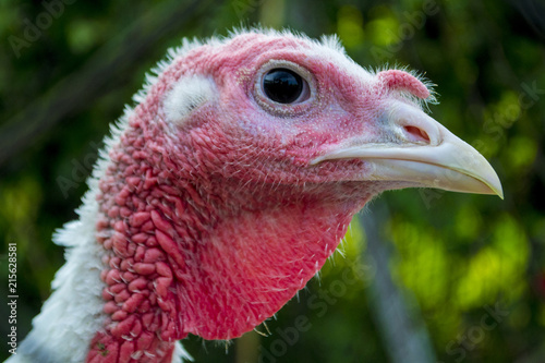 turkey close-up head