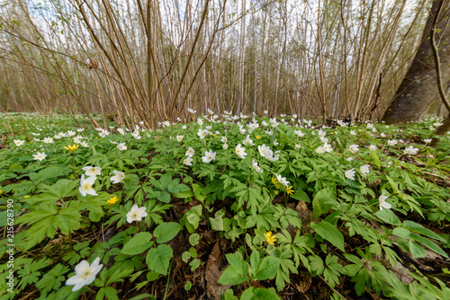 Fototapeta Naklejka Na Ścianę i Meble -  large field of white anemone flowers in spring