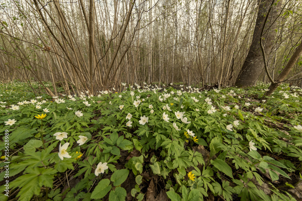 Fototapeta premium large field of white anemone flowers in spring