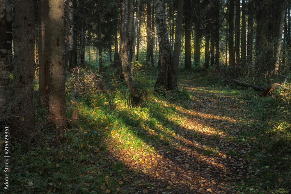Fototapeta premium path illuminated by sunlight in a coniferous forest