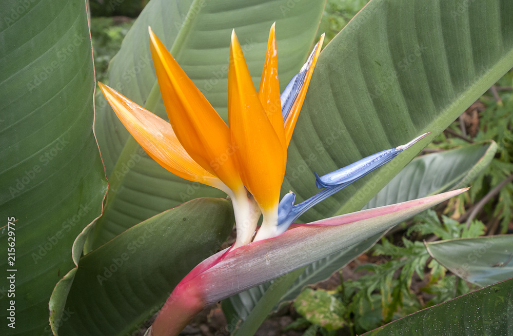 Bird of Paradise Flower, Strelitzia reginae, Funchal, Botanical Garden, Madeira,Portugal Bird of Paradise Flower, Strelitzia reginae, Funchal, Botanical Garden, Madeira,Portugal
