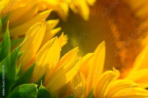 Bright yellow sunflower lighted solar svetom. Mock up template. Copy space for your text