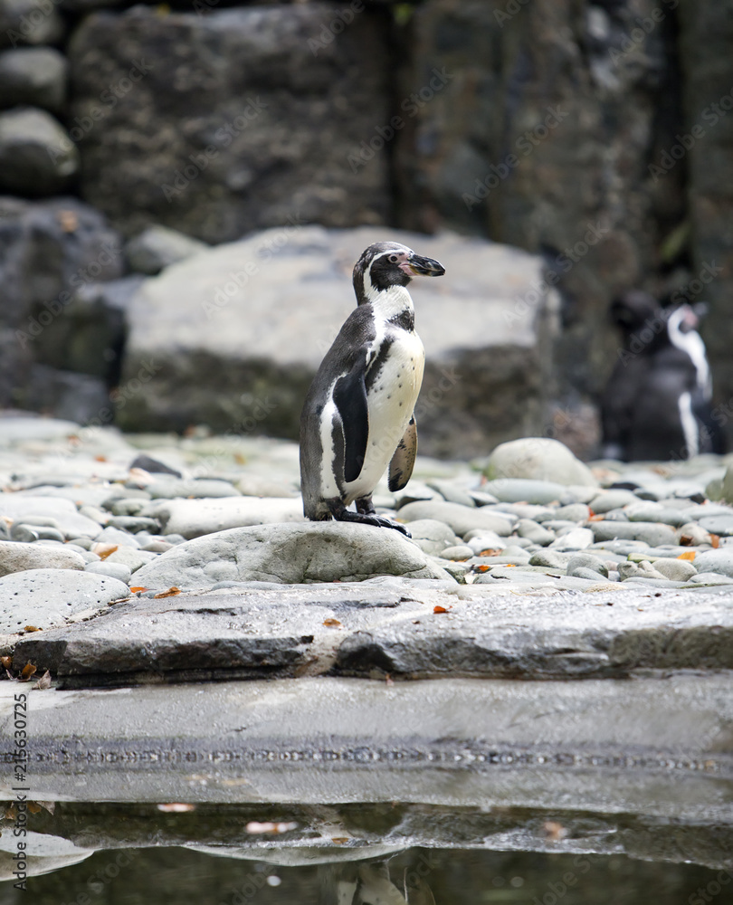 Fototapeta premium Humboldt Penguin stands on a stone