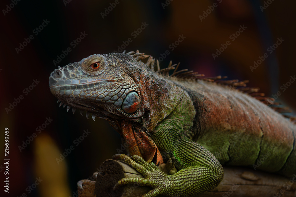 Iguana on a tree branch - portraitIguana on a tree branch - portrait Iguana on a tree branch - portraitIguana on a tree branch - portrait