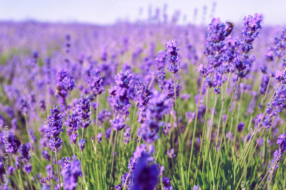 Naklejka premium Lawendowe pole latem