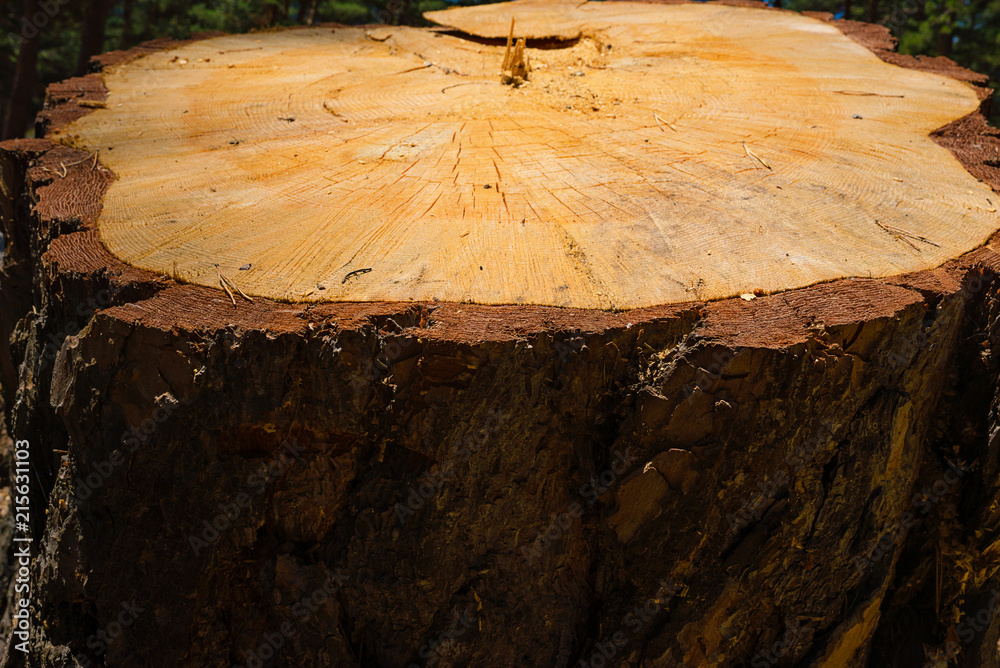 The stump of a felled pine wood illuminated by the sun The stump of a felled pine wood illuminated by the sun