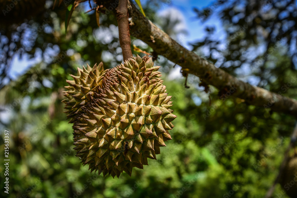 Fresh durian fruit Fresh durian fruit