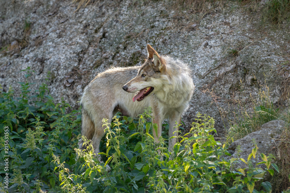 Obraz premium Female mother wolf looking back