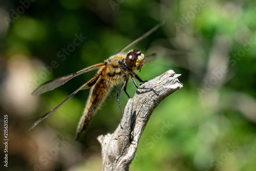Close up of a large dragonfly © Magnus