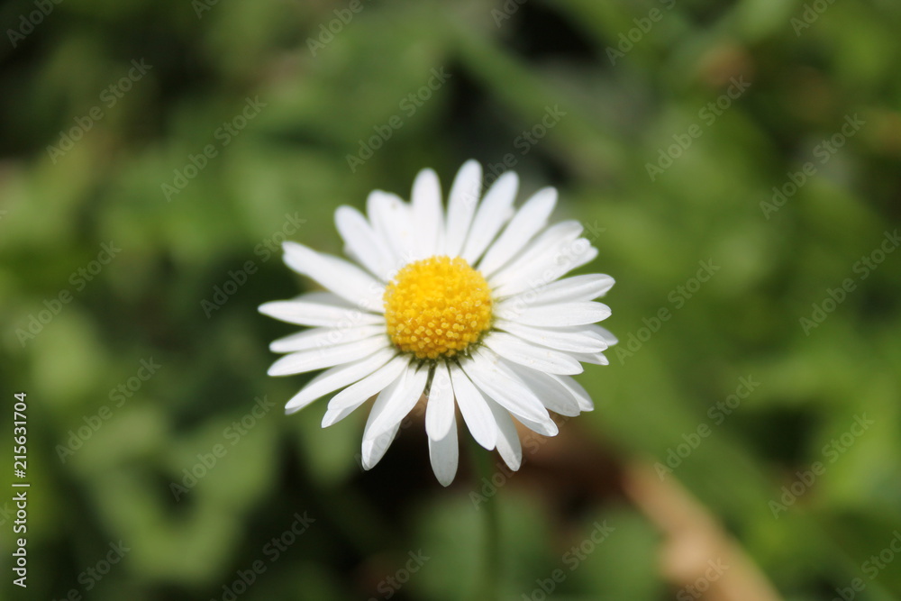 pâquerette pâquerette