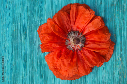 Fototapeta Naklejka Na Ścianę i Meble -  Klatschmohnblüte